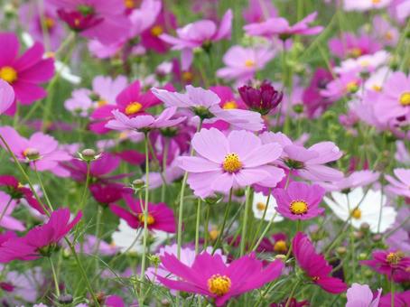 Cosmos spreading all over the place 3, JPG