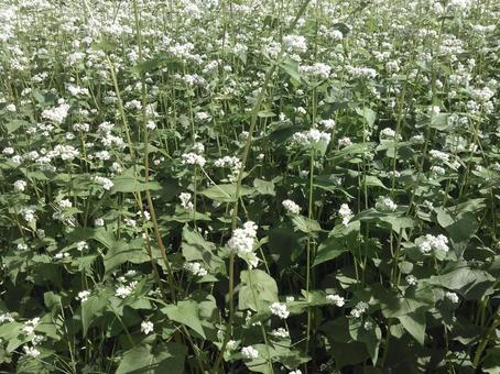 蕎麦の花 蕎麦の花の写真