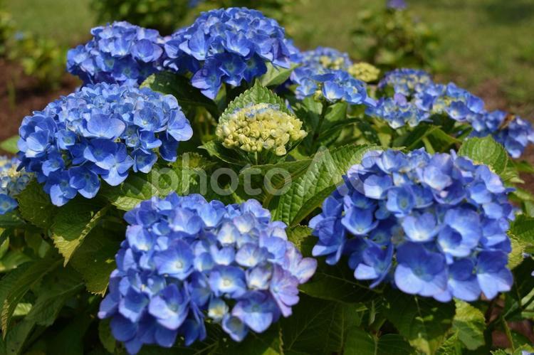 エメラルド（アジサイ） エメラルド,アジサイ,紫陽花の写真素材