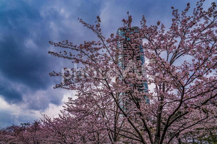 曇天の空と六本木の満開桜 サクラ,桜,六本木の写真素材