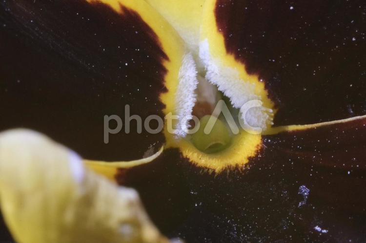 パンジー（マクロ撮影） パンジー,マクロ撮影,接写の写真素材