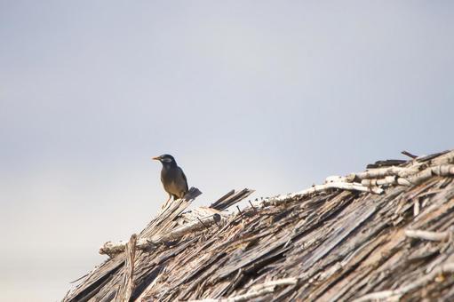 小さな鳥 小さな鳥の写真