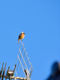 民家の地デジアンテナに止まるジョウビタキ 民家の地デジアンテナに止まるジョウビタキ 野鳥,冬鳥,ジョウビタキの写真素材