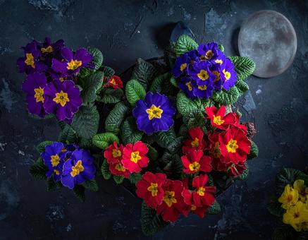 花 花の写真