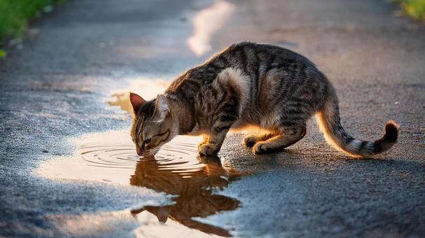 水たまりの水を飲む猫 水たまりの水を飲む猫の写真