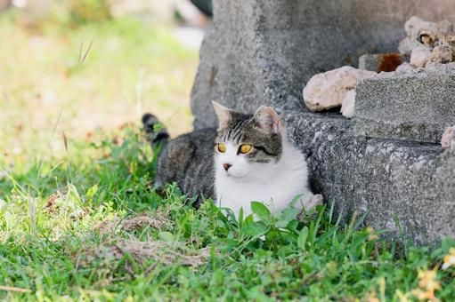 野良猫 野良猫の写真