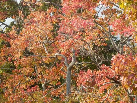 【紅葉写真】美しい紅葉 紅葉,自然,風景の写真素材