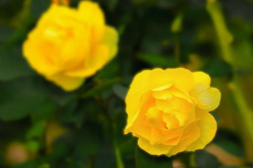 開花した二輪の秋咲きの黄色い薔薇の花 開花した二輪の秋咲きの黄色い薔薇の花 植物,花,薔薇の写真素材