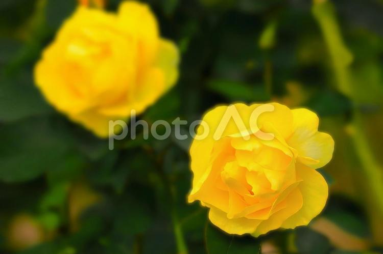 開花した二輪の秋咲きの黄色い薔薇の花 植物,花,薔薇の写真素材