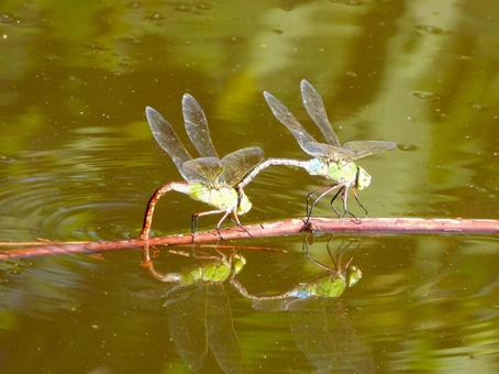 交尾するギンヤンマ2の写真