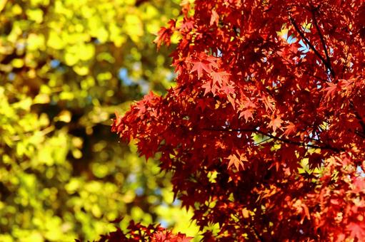紅葉 紅葉の写真