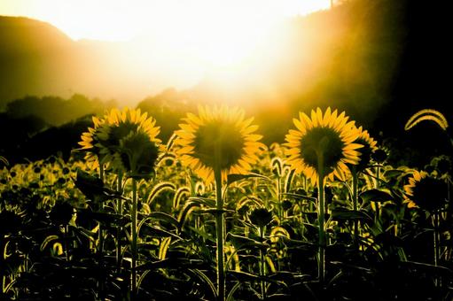 <Goto scenery> Dawn sun and sunflower fields, JPG