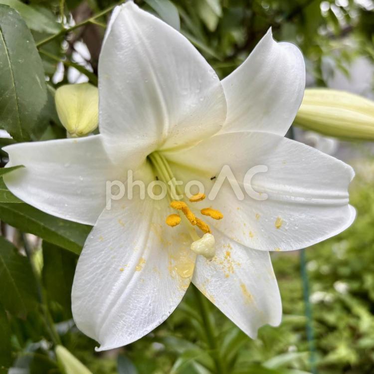 純白のユリの花が咲く初夏の庭 ユリ,テッポウユリ,百合の写真素材