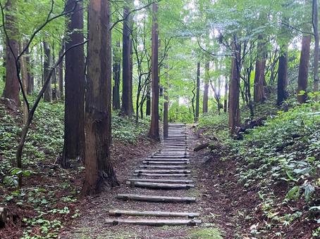 苔むした登山道 苔むした登山道 登山,トレッキング,ハイキングの写真素材