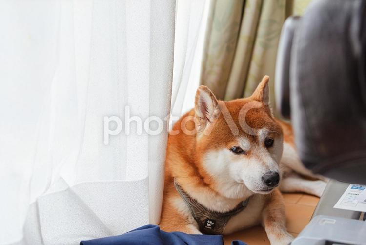 カメラに気づいて起きる柴犬 柴犬,しばいぬ,日本犬の写真素材