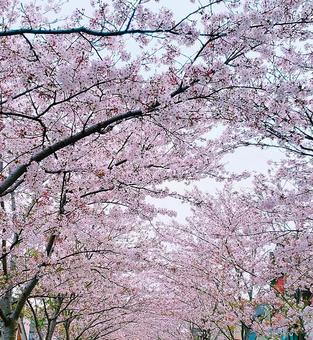 Cherry Blossom Tunnel, JPG