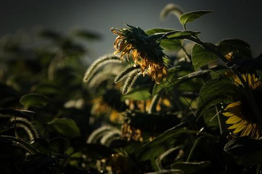 <風景>枯れ始めた秋のヒマワリ畑の景色 <風景>枯れ始めた秋のヒマワリ畑の景色 ひまわり,夏,秋の写真素材