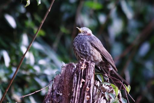 木の上で羽を休めるヒヨドリ 木の上で羽を休めるヒヨドリ 鳥,ヒヨドリ,野鳥の写真素材