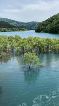 水没林 水没林の写真