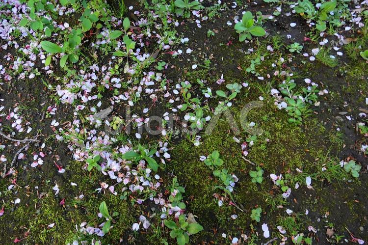 苔の上に散った桜の花びら 花,植物,桜の写真素材