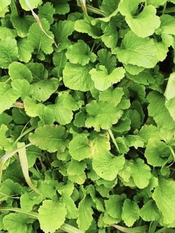 様々な葉っぱ168 色々,葉っぱ,緑の写真素材