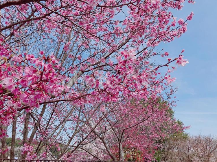 満開の桜【神奈川県】 桜,4月,ピンクの写真素材