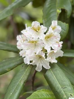 Photo, rhododendron, mountain, hakusan rhododendron, 