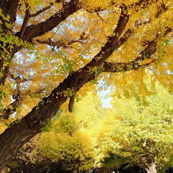 神宮外苑イチョウ並木 神宮外苑,明治神宮外苑,イチョウ並木の写真素材