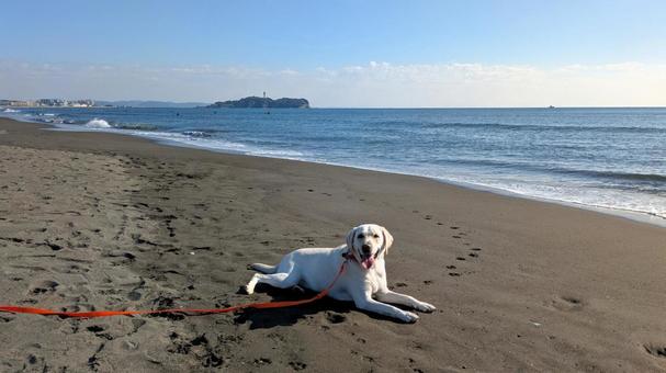 犬と海へ（11月） 犬,海,砂浜の写真素材