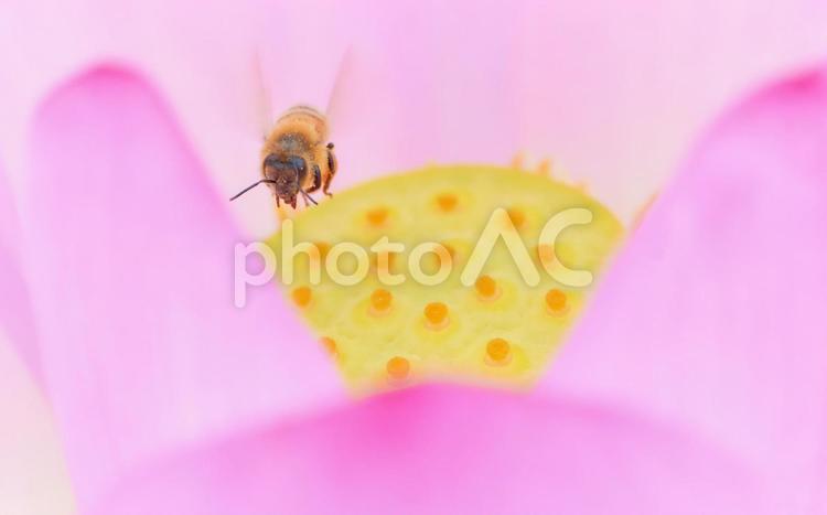 ピンク色の蓮の花と飛翔ミツバチのアップ 蓮の花,ミツバチ,ピンク色の写真素材