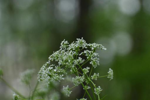 Photo, shaku, wild vegetables, plant, 