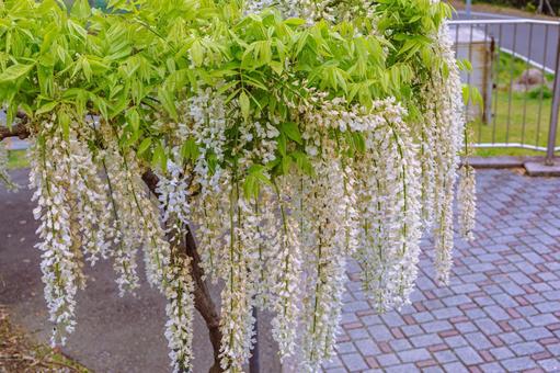 藤の咲く丘　藤棚の藤2ー50 藤棚,藤の花,花の写真素材