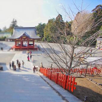 よみがえる鶴岡八幡宮のイチョウ イチョウ,銀杏,鶴岡八幡宮の写真素材