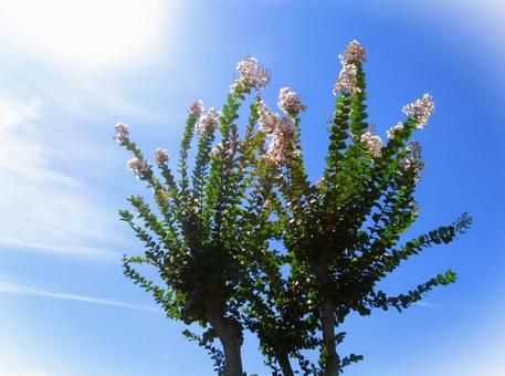 夏の爽やかな空と百日紅の木 夏の爽やかな空と百日紅の木の写真