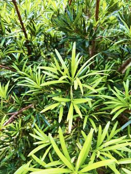 色鮮やかなイヌマキ テクスチャ,イヌマキ,光の写真素材