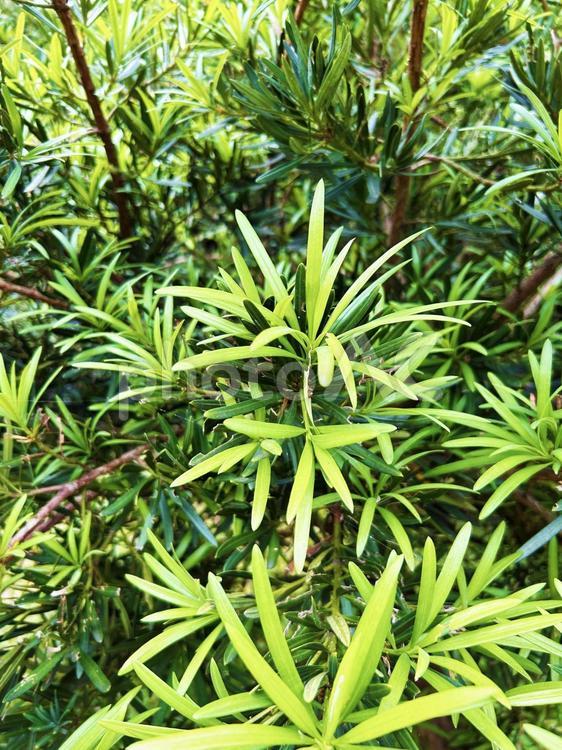 色鮮やかなイヌマキ テクスチャ,イヌマキ,光の写真素材