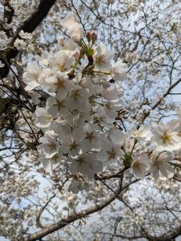 満開の桜 満開の桜の写真