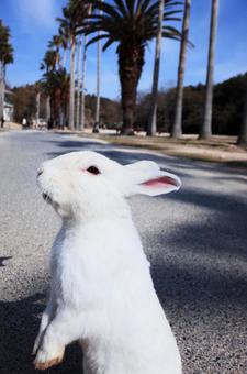 立ち上がる白いうさぎ 立ち上がる白いうさぎ うさぎ,白,動物の写真素材