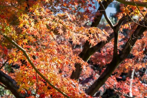 紅葉 秋素材,紅葉,背景の写真素材