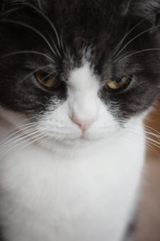 見つめる猫 見つめる猫の写真