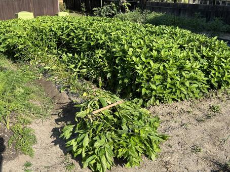 藍染用の葉の刈り取り 藍染用の葉の刈り取りの写真