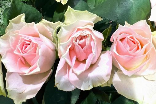 並んだバラ 並んだバラ バラ,花,ピンクの写真素材