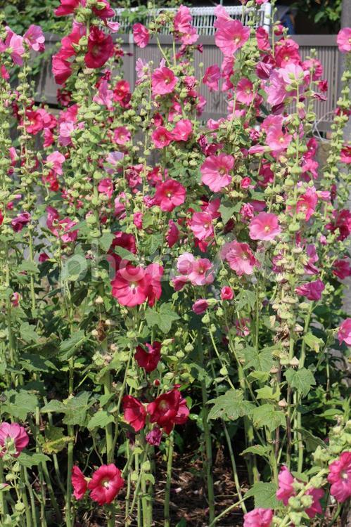 タチアオイの畑 タチアオイ,ピンクのタチアオイ,ピンクの花の写真素材