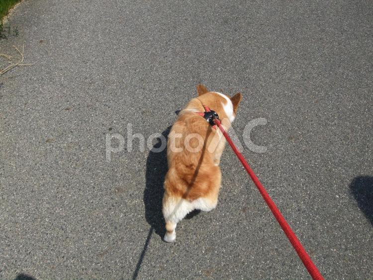 ウエルシュコーギー犬の散歩 犬,ペット,ウエルシュコーギーの写真素材