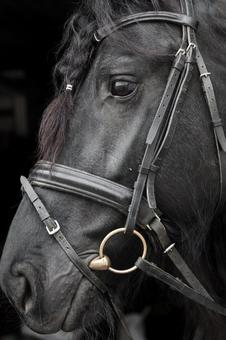 ワイルドな黒馬のクローズアップ ワイルドな黒馬のクローズアップ 馬,馬の顔,アップの写真素材