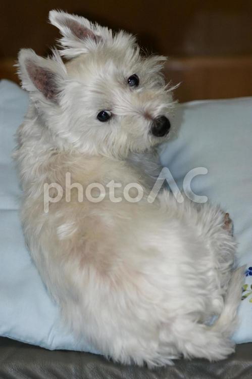 ホワイトテリア　チビタ⑫　何？ ホワイトテリア,愛犬,犬の写真素材