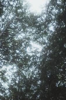 曇り空の木漏れ日 曇り空の木漏れ日 木,木々,風景の写真素材