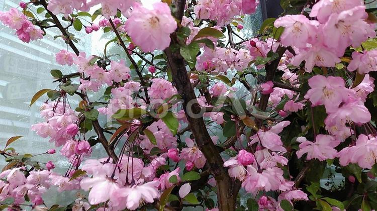 雨に打たれる桜 桜,雨,花見の写真素材