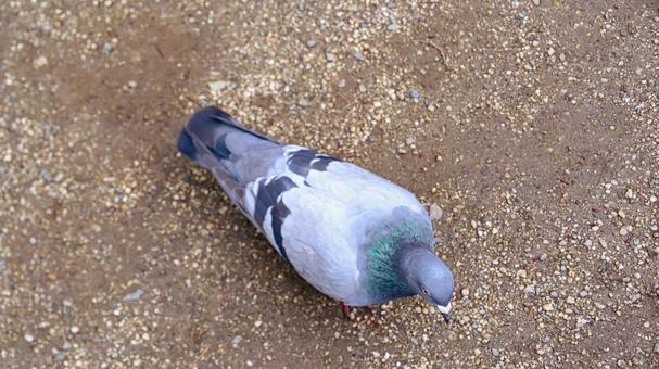 歩くハト 歩くハトの写真