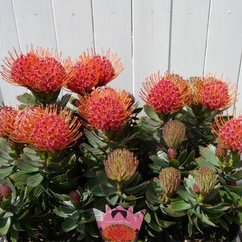 リューコスペルマム カーニバルレッドの花 リューコスペルマム カーニバルレッドの花の写真